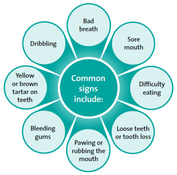 Dental Health