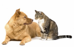cat-and-dog-1
