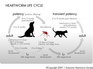 heartworm_cycle1